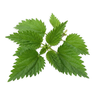 Fresh green stinging nettle leaves isolated on a plain surface isolated on transparent background
