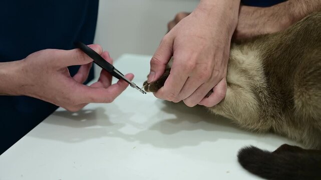 Cropped shot view of Veterinary using a nail clipper for trim cat's nails. Trimming a cat's claws every two to three weeks is an important part of maintaining your pet's health.