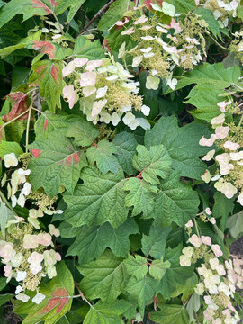 Oakleaf hydrangea (Hydrangea quercifolia) with green lobed foliage and soft white-pink flower clusters. Ornamental shrub for gardens.