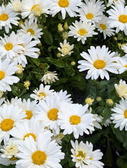 Fototapeta premium Abundant White Daisies Vibrant Yellow Cores Natural Light