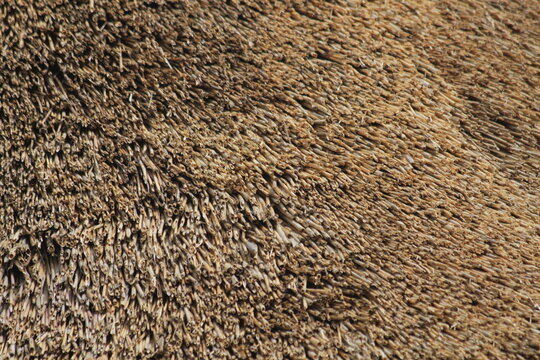 Rustic Thatch Roofing Material Macro Texture
