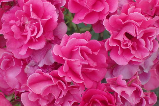 Vibrant Fuchsia Roses Dense Floral Arrangement