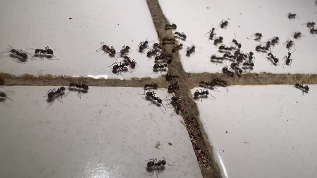 Macro shot of black ants crawling along dirty grout lines on a white tiled floor, home pest concept