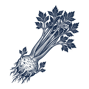 Detailed dark blue botanical illustration of celeriac root vegetable with leaves