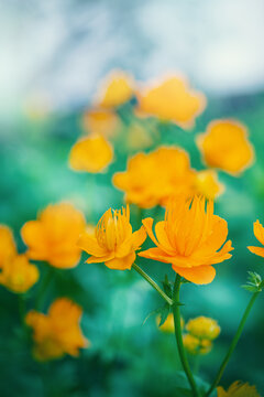 Yellow blossoms brighten garden scenery