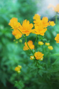 Yellow blossoms brighten garden scenery