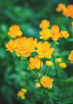 Yellow blossoms brighten garden scenery