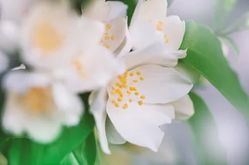 Fresh floral background with white flowers and soft petals © darkbird