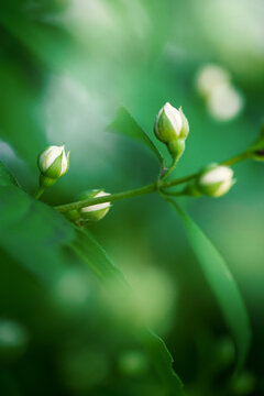White flowers buds emerge gracefully. Green foliage creates soft bokeh