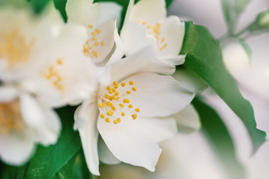 Fresh floral background with white flowers and soft petals