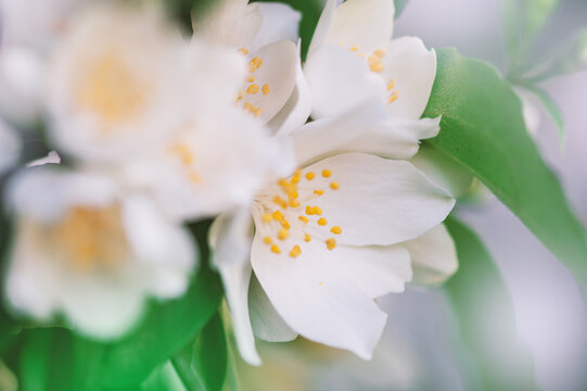 Fresh floral background with white flowers and soft petals