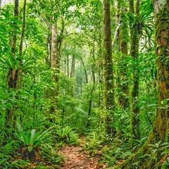 Obraz premium Path in the forest. Free Image Forest. High Quality Illustrations Image.