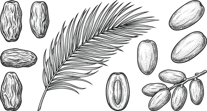 Hand Drawn Date Fruit Vector Set with Palm Leaf Engraving Style Elements for Ramadan Food Designs, Healthy Snacks, and Organic Product Packaging