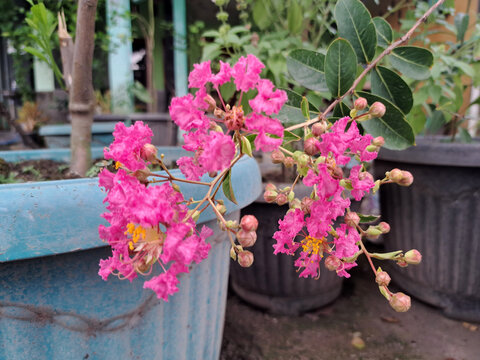 Vibrant pink crape myrtle flowers blooming in a garden with delicate petals and lush greenery, perfect for botanical, floral, nature, landscaping, and spring themed designs.