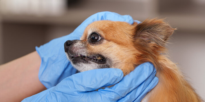 Veterinarian hands in gloves examining small chihuahua dog head and teeth