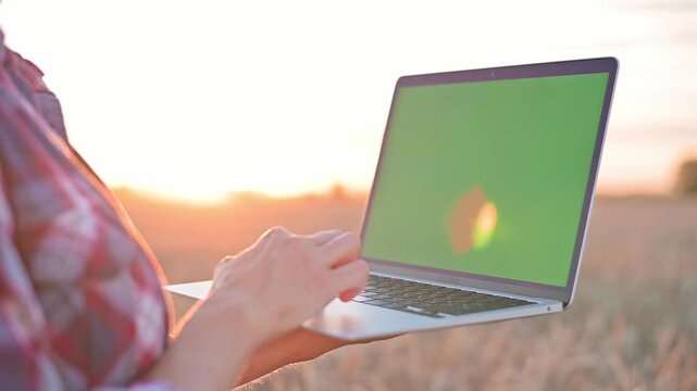Woman using laptop with green screen in wheat field during golden hour. Laptop features chromakey mockup, editable display, customizable digital workspace for agriculture, business and marketing