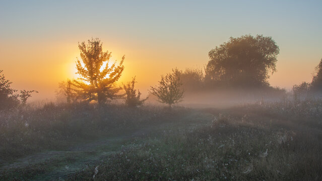 beautiful misty sunrise with the glowing sun shining through a pine tree in a foggy field.