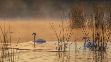 Two white swans swim peacefully in a misty lake surrounded by tall reeds during a golden sunrise in early morning © Александр Арендарь