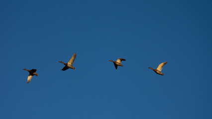 Fototapeta premium Four ducks are flying high in the clear blue sky, capturing a peaceful and beautiful moment of nature in motion