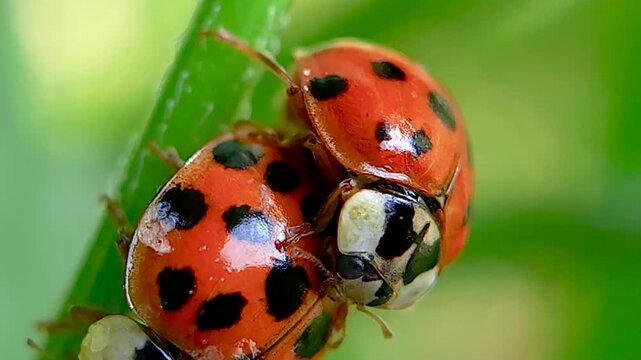 무당벌레,짝짓기,교미,Ladybug, Mating, Copulation