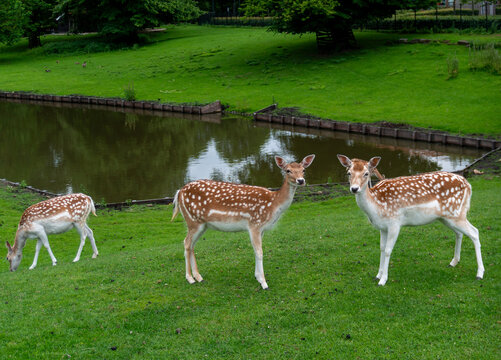 Three fallow deer, Dama dama, standing and grazing on lush grass beside a park pond. Their reddish brown coats with white spots, alert ears, and calm behavior create a natural wildlife and animal park