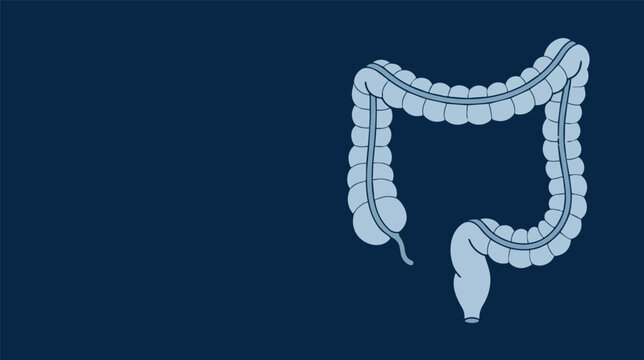 Human large intestine anatomy vector illustration with colon, rectum, appendix and digestive system medical diagram isolated on dark blue background for healthcare education.