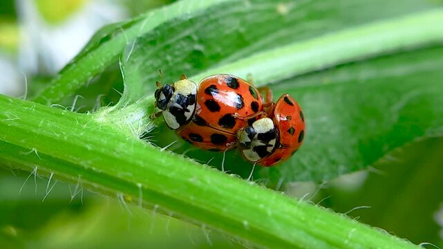 무당벌레,짝짓기,교미,Ladybug, Mating, Copulation