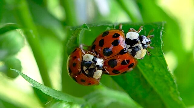 무당벌레,짝짓기,교미,Ladybug, Mating, Copulation