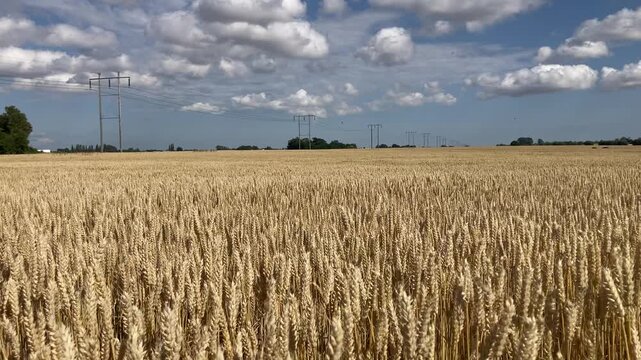 Golden wheat field swaying in the summer wind with power lines and birds in the background