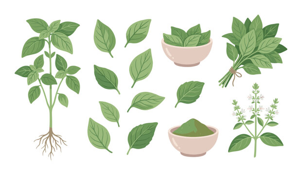 Green basil plant vector collection with leaves, bunch, and powder bowl.