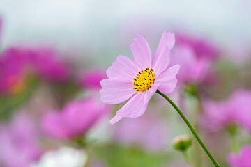 Fototapeta premium Beautiful pink cosmos flower blooming in autumn field under bright sunlight with soft bokeh background