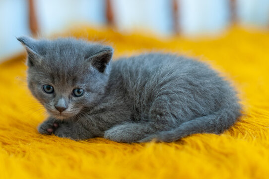 Gray kitten resting on a yellow blanket and looking at the camera