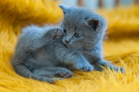 Gray kitten scratching its ear while sitting on a yellow blanket