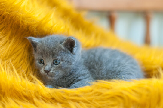 Gray kitten looking away while resting on a yellow blanket