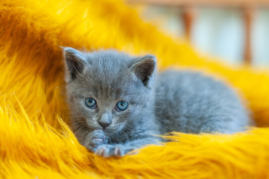 Gray kitten grooming its paw while looking at the camera