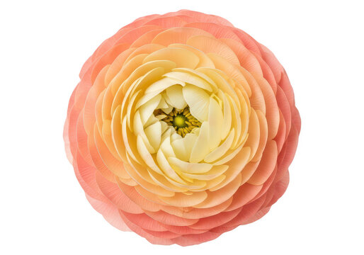 Beautiful peach and yellow ranunculus flower head with many soft petals in full bloom close up