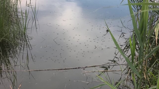 Mesmerizing water striders glide across a tranquil, glass-like pond. Gentle ripples distort the beautiful sky reflection. Perfect serene nature footage for relaxing and calming video projects.