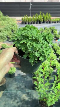 Hand holding green chrysanthemum seedling in garden center