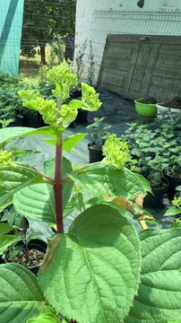 Panicle hydrangea plant budding in a nursery