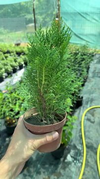 Gardener holding potted conifer seedling in greenhouse