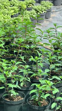 Young plant seedlings growing in a nursery