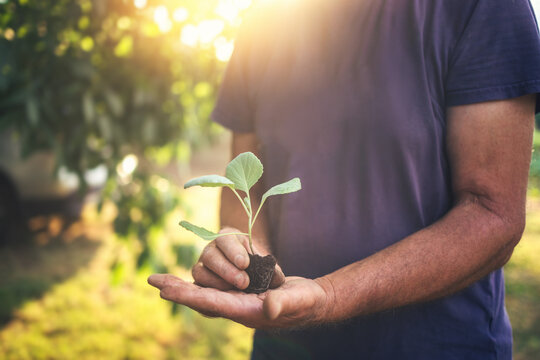 Farmer holding a young green cabbage seedling in hands under warm sunlight