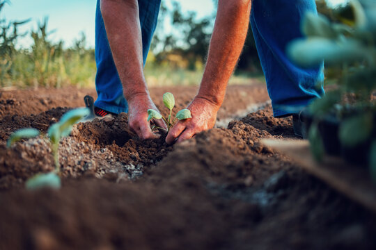 Farmer hands planting a small green cabbage seedling into the soil