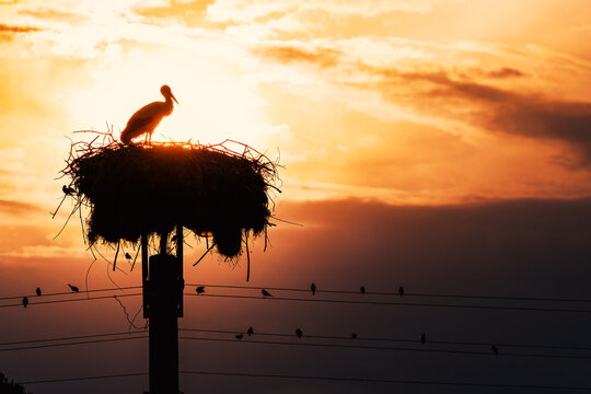 Silhouette of a white stork in a nest on a utility pole against sunset sky