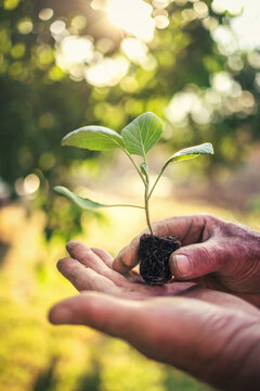 Farmer holding a young green cabbage seedling under warm sunlight, vertical view