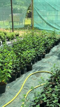 Numerous potted plants growing in greenhouse