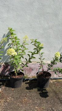 Hydrangea paniculata plants in pots growing outdoors