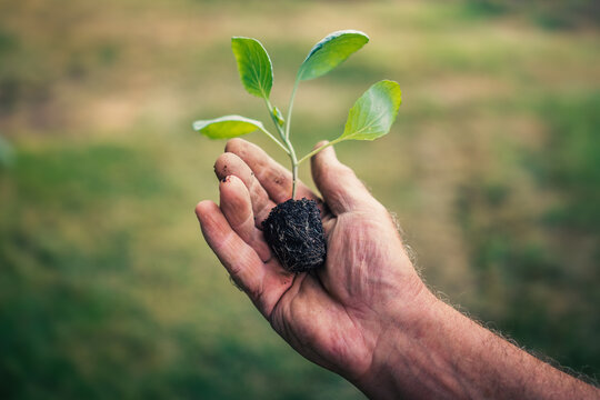 Farmer holding a single green cabbage seedling in hand before planting