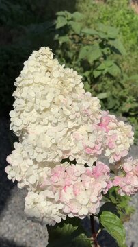 White and pink panicle hydrangea blooming in the garden
