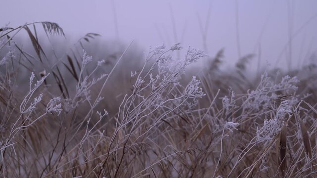 Frost-Covered Dry Reeds and Wild Grasses in a Frozen Winter Landscape on a Very Cold Day.